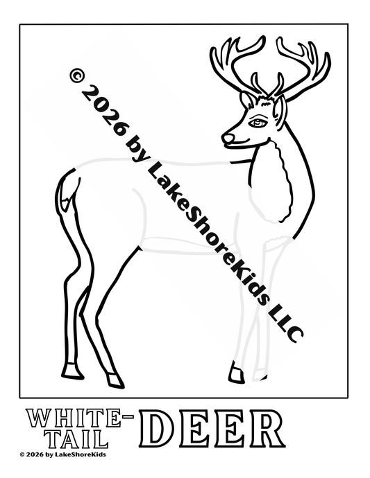 White-tail Deer Coloring Page 3+ PDF Download